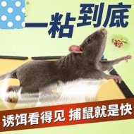 如何使用粘鼠板成功滅鼠？